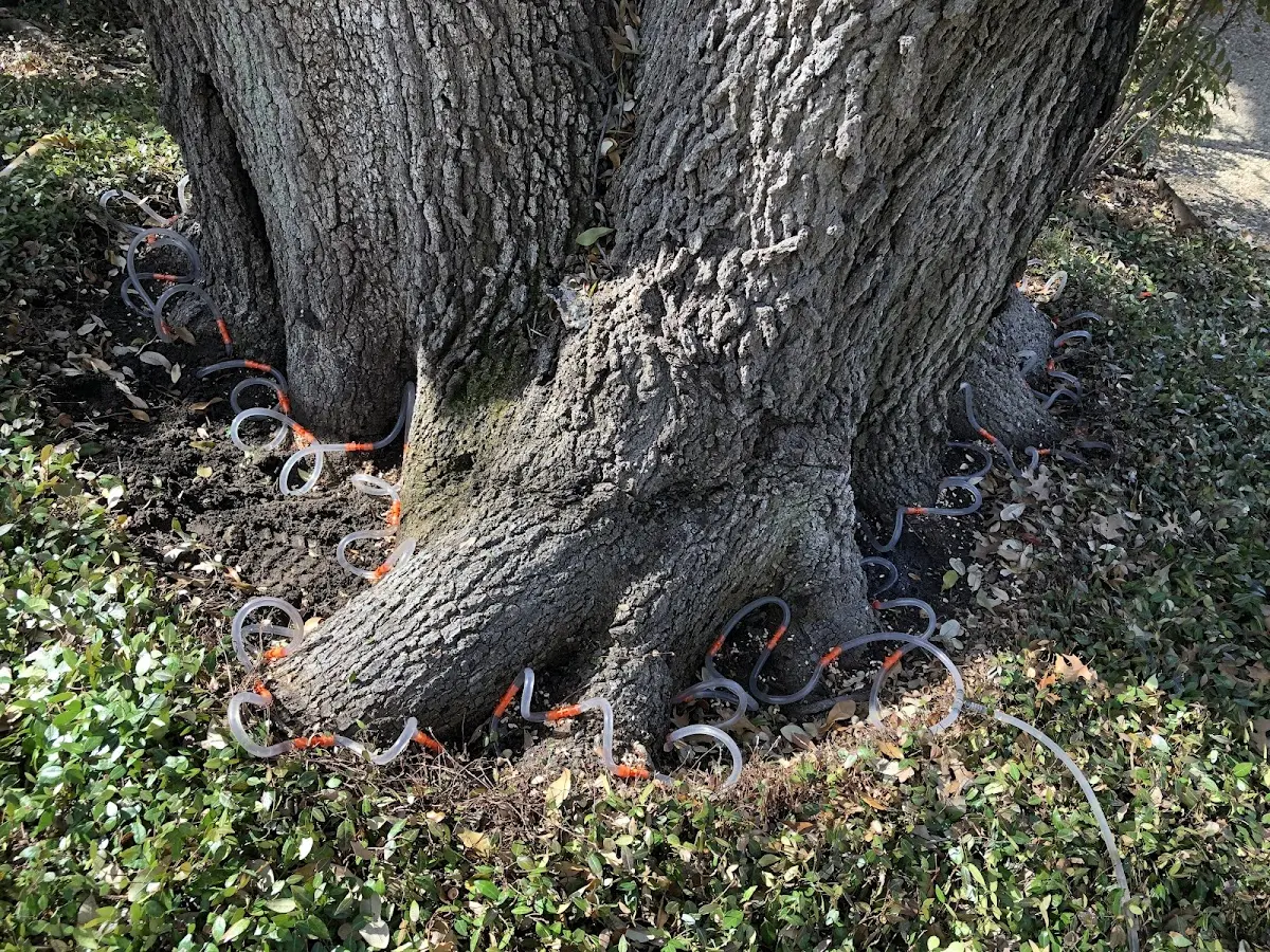 Detailed Tree Cabling and Bracing job site in Middle Granville