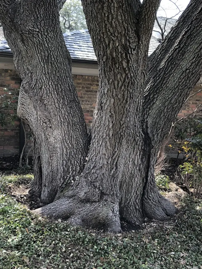 Mature heritage tree close to a Middle Granville property cared for by certified arborists