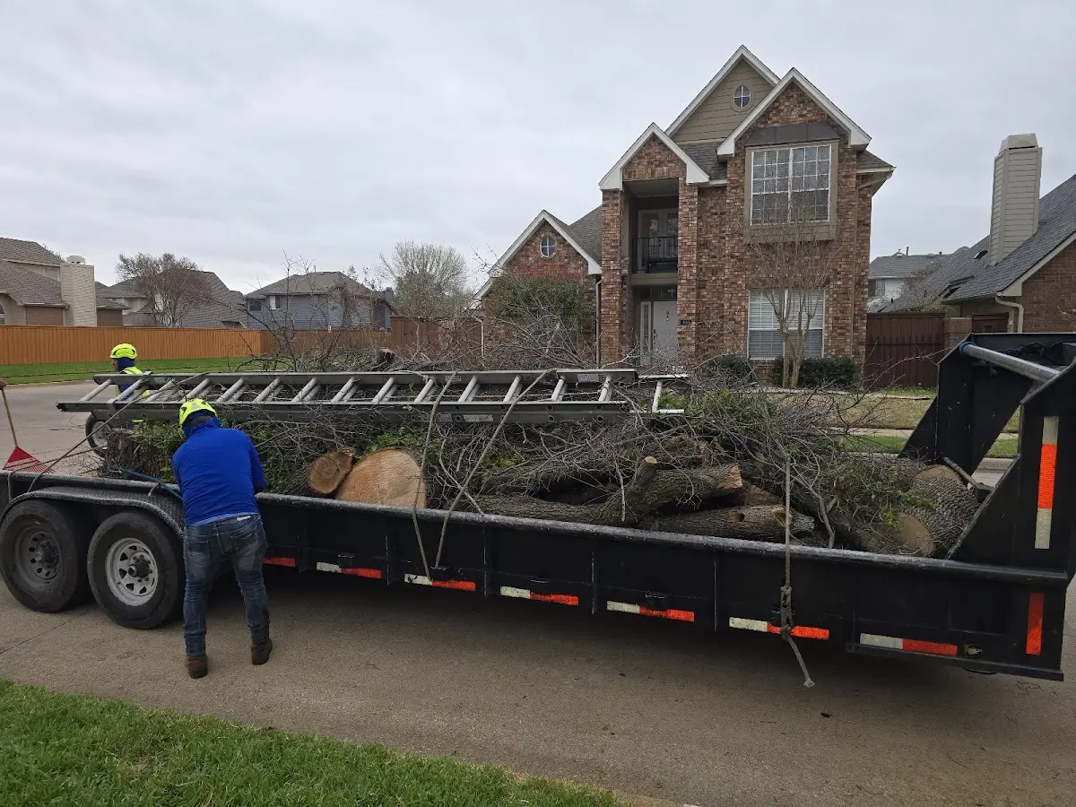 Expert Tree Removal with proper safety equipment in Middle Granville